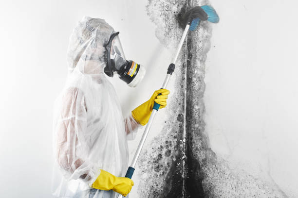 Trusted Seven Hills, OH Mold Removal Experts