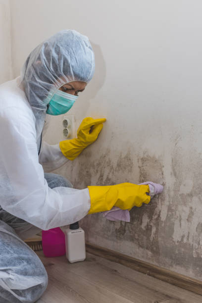 Mold Removal for HVAC Installations in Seven Hills, OH
