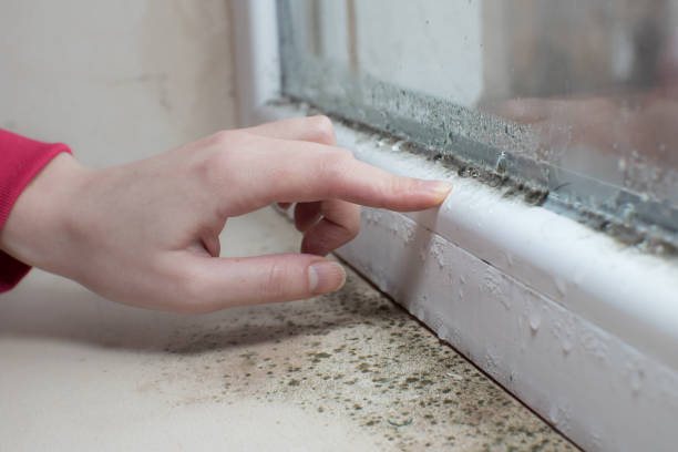 Best Mold Damage Restoration  in Seven Hills, OH